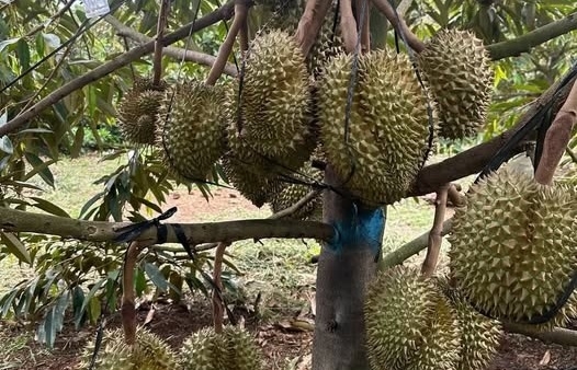 Không phải xuất trình Giấy chứng nhận kiểm dịch sầu riêng XK cho cơ quan Hải quan