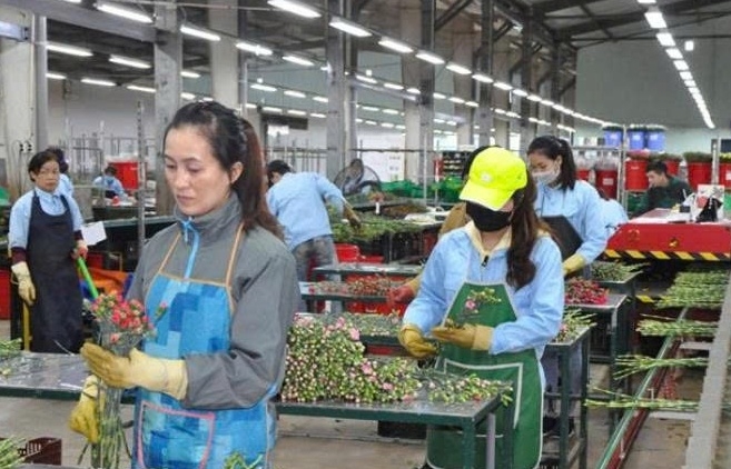 Hoa Lâm Đồng bung nở trên hành trình xuất khẩu