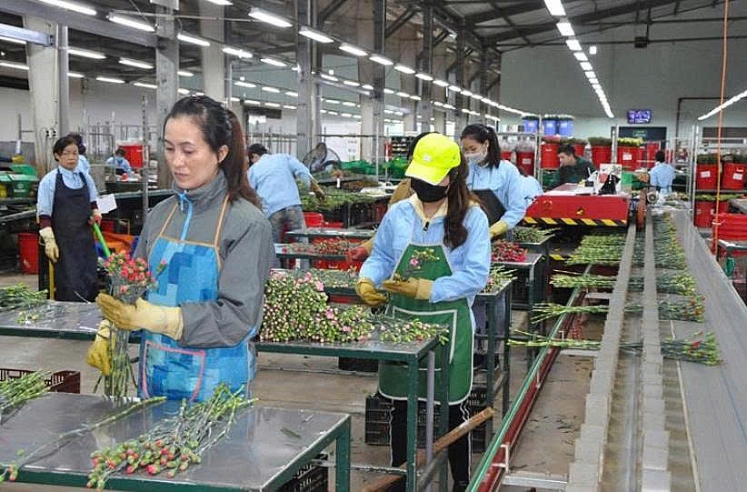 Hoa Lâm Đồng bung nở trên hành trình xuất khẩu