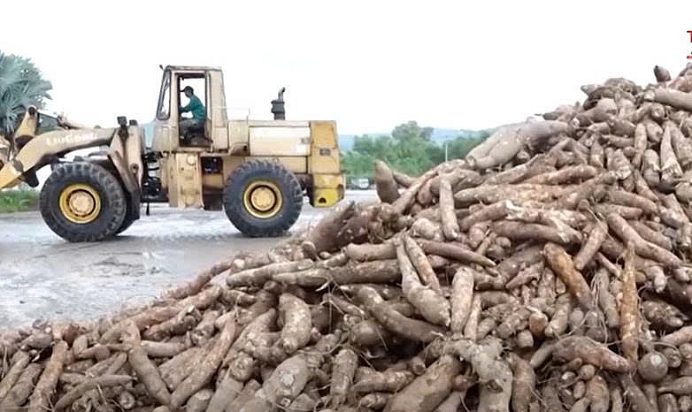 Việt Nam đứng thứ 3 thế giới về xuất khẩu sắn