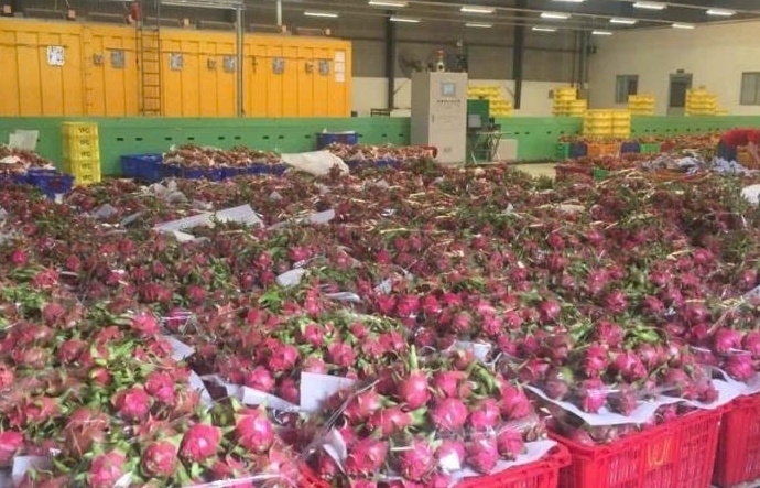 Nông sản Việt “mắc kẹt” ở châu Âu vì chưa được cấp chứng thư xuất khẩu
