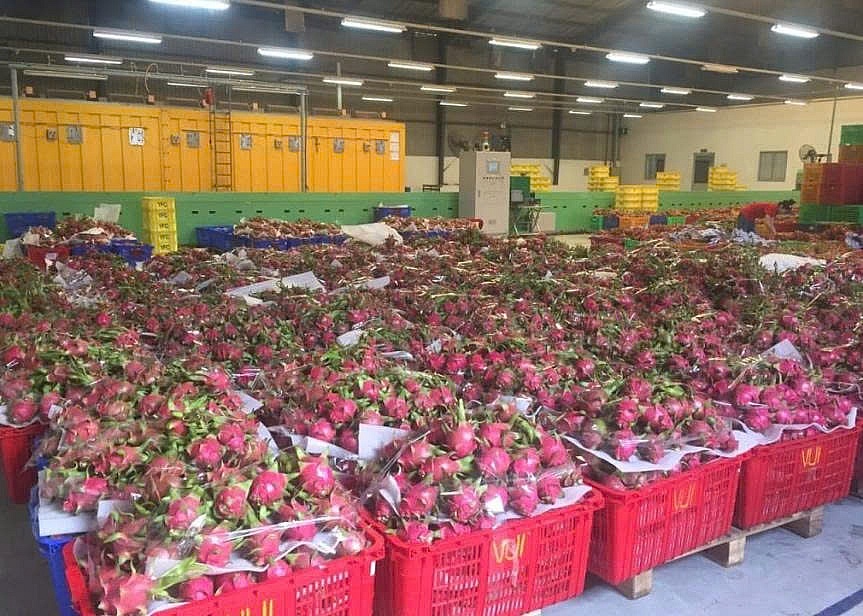 Nông sản Việt “mắc kẹt” ở châu Âu vì chưa được cấp chứng thư xuất khẩu