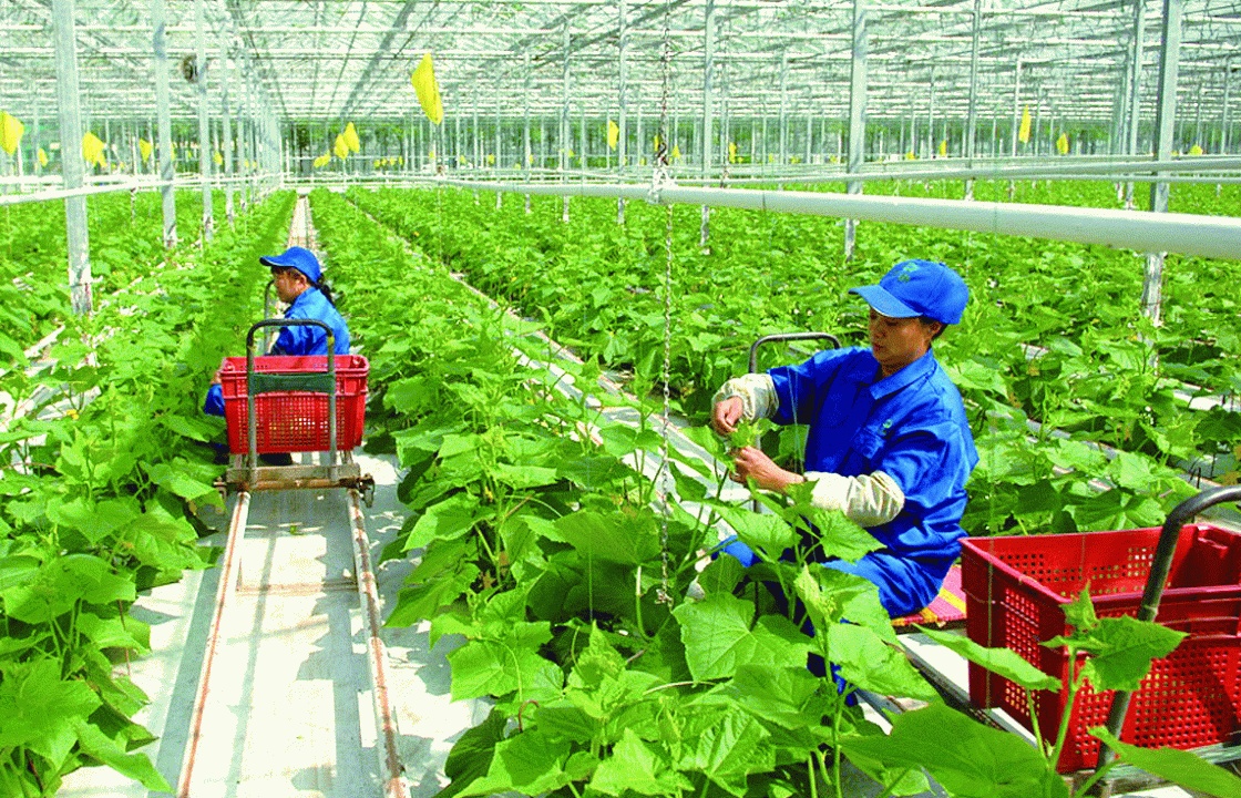 Ngành nông nghiệp ghi nhận nhiều tín hiệu tích cực