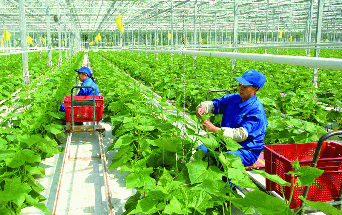 Ngành nông nghiệp ghi nhận nhiều tín hiệu tích cực