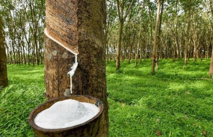 Hướng dẫn miễn, giảm tiền thuê đất khi chuyển nhượng tài sản gắn liền với đất