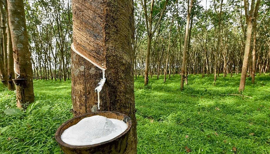 63% cao su Việt đến từ hộ nhỏ: Bài toán hóc búa trước quy định chống mất rừng của EU