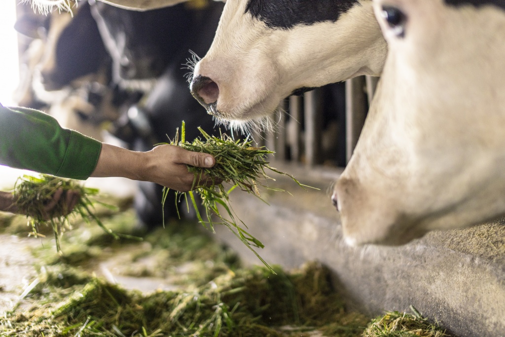 Trang trại Vinamilk Green Farm dưới lăng kính phát triển bền vững có gì đặc biệt?