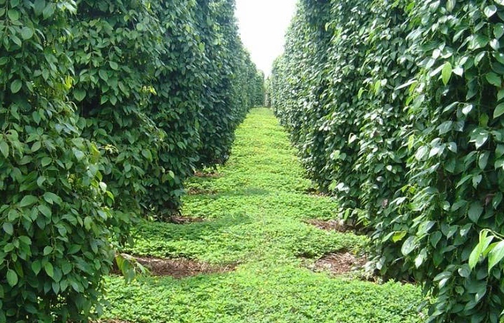 Tháo gỡ vướng mắc kéo dài cho doanh nghiệp nông sản