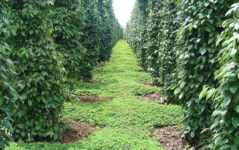 Tháo gỡ vướng mắc kéo dài cho doanh nghiệp nông sản
