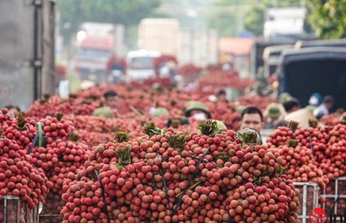 Xuất khẩu vải thiều tăng 92%