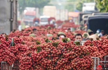 Xuất khẩu vải thiều tăng 92%