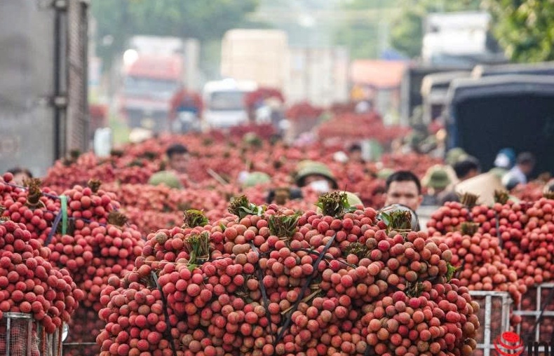Xuất khẩu vải thiều tăng 92%