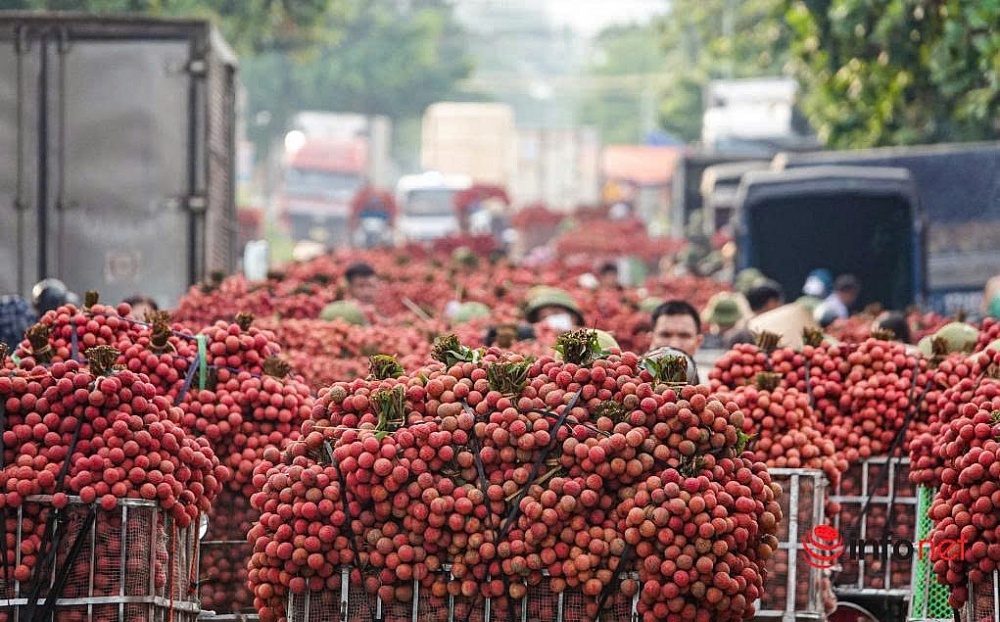 Xuất khẩu vải thiều tăng 92%