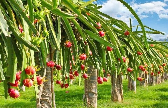 34 tỉnh họp "nóng" gỡ ách tắc nông sản xuất sang châu Âu