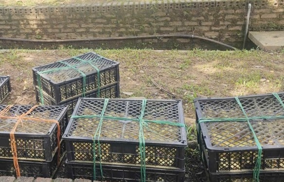 Quảng Ninh: Phối hợp bắt 1.200 con vịt giống không rõ nguồn gốc