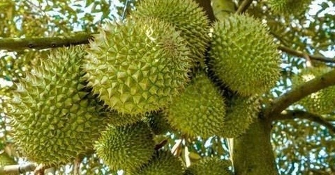 Sầu riêng Việt 'nâng tầm' chuẩn quốc tế