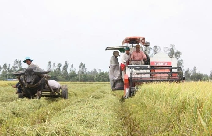 Gạo Việt với cánh cửa mới từ các thị trường tiềm năng