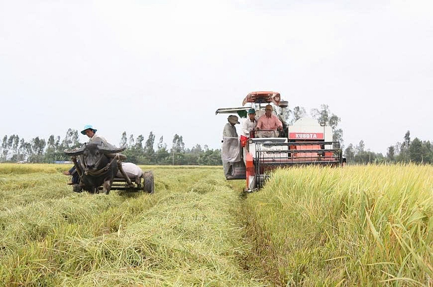 Gạo Việt với cánh cửa mới từ các thị trường tiềm năng
