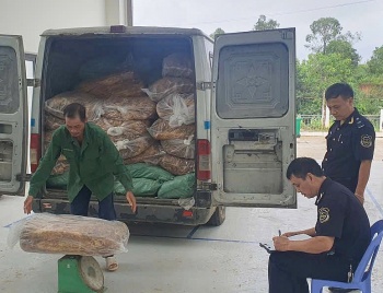 Hải quan khu vực XVI bắt vụ vận chuyển trái phép hơn 2 tấn lá thuốc lá ở Cao Bằng
