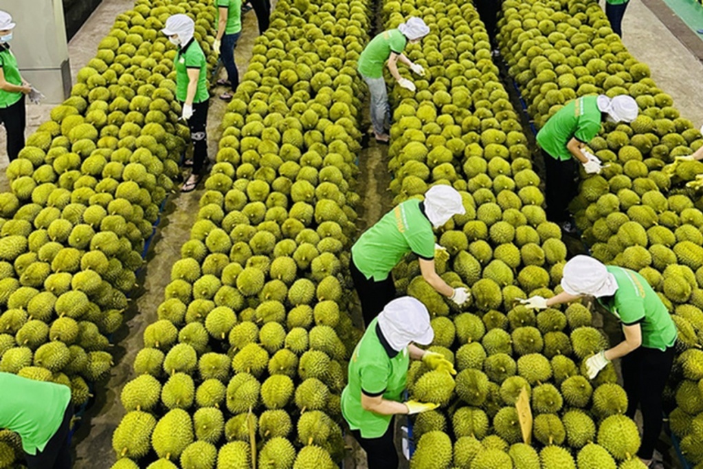 Doanh nghiệp rau quả thích ứng linh hoạt với thuế đối ứng của Mỹ