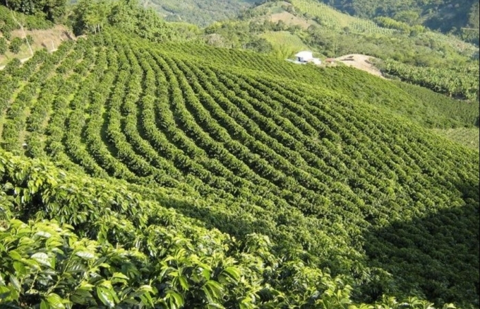 Gia Lai xúc tiến xuất khẩu nông sản vào thị trường 1,5 tỷ dân