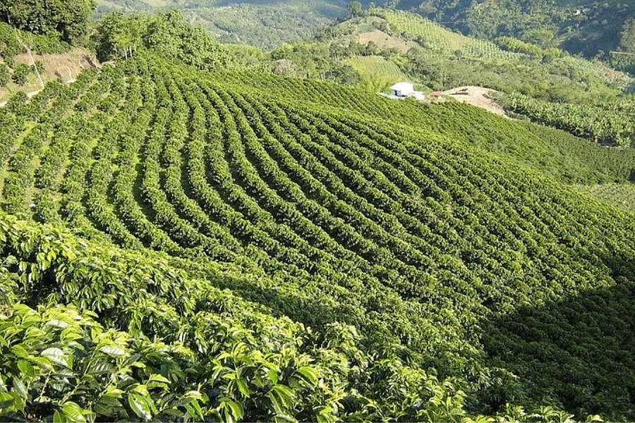Gia Lai xúc tiến xuất khẩu nông sản vào thị trường 1,5 tỷ dân