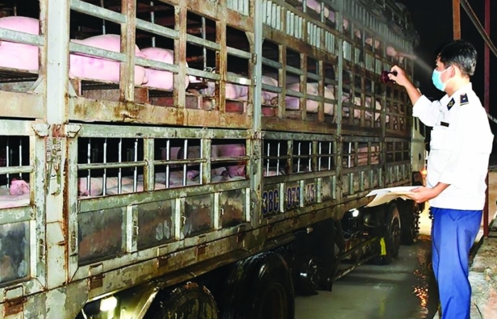 Cân đối cung - cầu sẽ dừng nhập khẩu lợn sống từ Thái Lan
