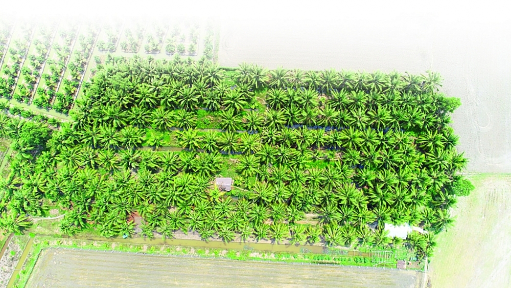 Sokfarm đang ấp ủ kỳ vọng xây dựng và bán thành công tín chỉ cacbon cho cây dừa để mang lại giá trị cao hơn cho loại cây này. 	Ảnh: TL