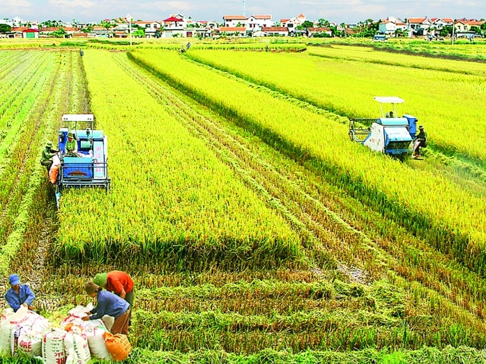 Cần chính sách tốt hơn trong tập trung đất đai để phát triển nông nghiệp