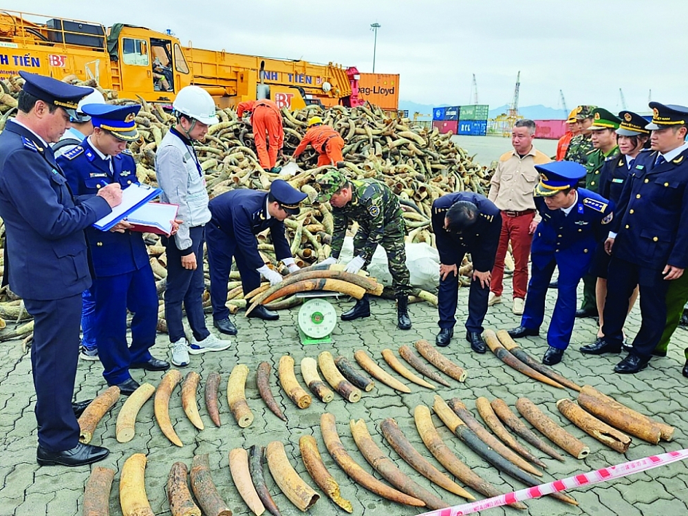 Ngà voi tang vật do Hải quan Hải Phòng chủ trì bắt giữ ngày 6/2. 	Ảnh: T.Bình