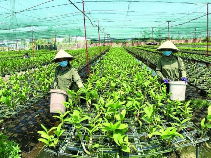 TPHCM đẩy mạnh sản xuất, xuất khẩu sản phẩm nông nghiệp