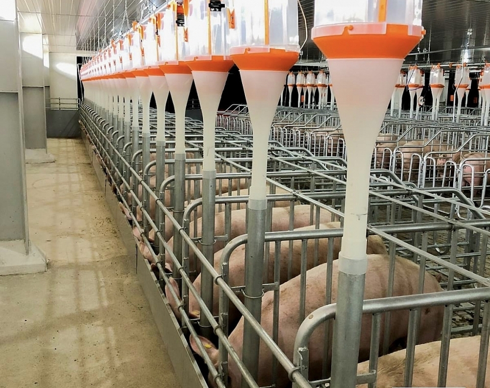 Chăn nuôi lợn áp dụng công nghệ 4.0 tại Tổ hợp nông nghiệp công nghệ cao DHN Đắk Lắk. 	Ảnh: ST