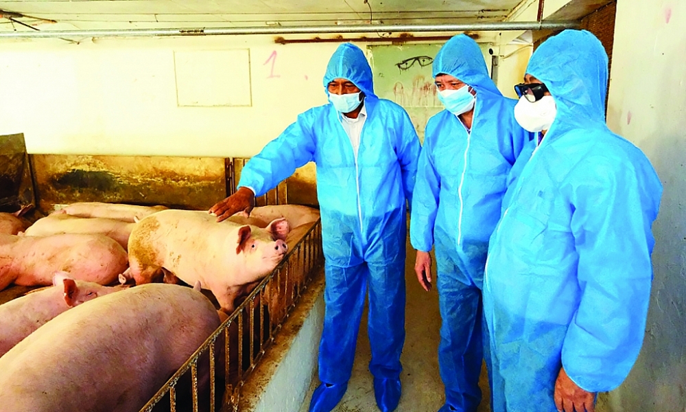 Chi phí TACN chiếm 65-70% giá thành sản xuất trong chăn nuôi.	 	Ảnh: Nguyễn Thanh
