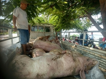 Đề nghị sớm chấm dứt nhập lậu lợn, sản phẩm từ lợn vào Việt Nam 