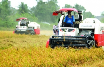 Đề nghị lập đường dây nóng toàn vùng ĐBSCL để gỡ khó cho thu mua lúa