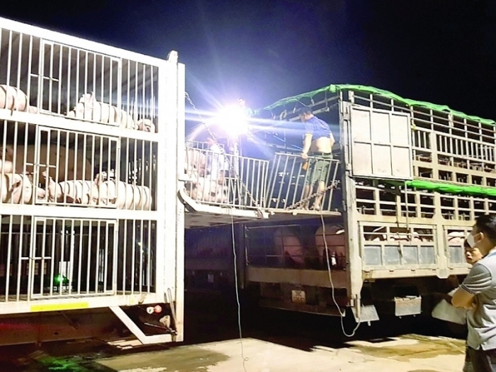 Dấu hiệu đánh tráo lô lợn tiền tỷ nhập khẩu qua cửa khẩu Lao Bảo