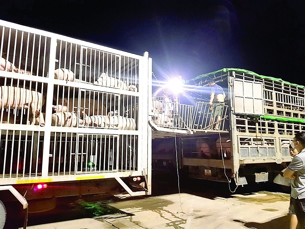 Hoạt động nhập khẩu lợn qua cửa khẩu quốc tế Lao Bảo, Quảng Trị.  	Ảnh do Chi cục Hải quan cửa khẩu Lao Bảo cung cấp