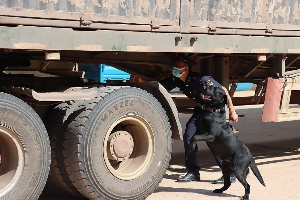 Lực lượng Hải quan cửa khẩu Lao Bảo sử dụng chó nghiệp vụ để kiểm tra phương tiện vận tải nhập cảnh.  	Ảnh: Quang Hùng