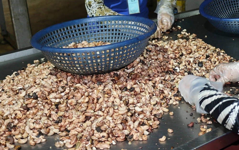 Hành vi buôn lậu hạt điều của các DN gây thất thoát lớn cho ngân sách nhà nước.	 Ảnh: N.H