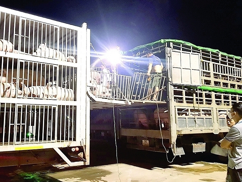 Bất thường 7 lô lợn sống nhập khẩu qua cửa khẩu quốc tế Lao Bảo