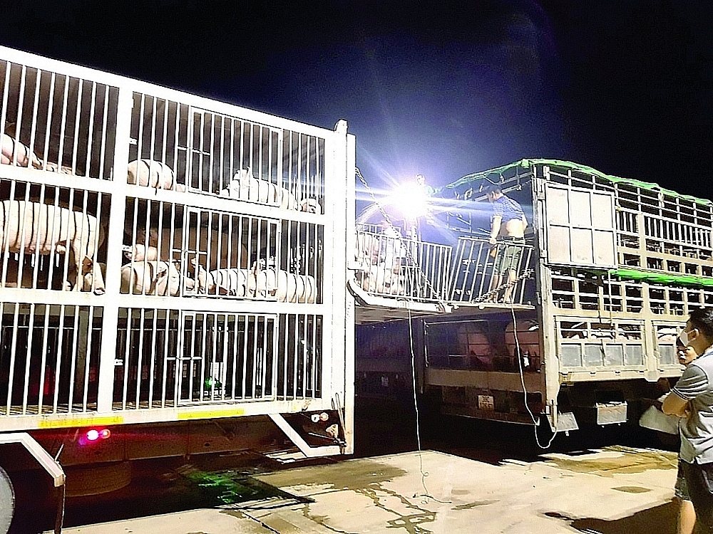 Hoạt động nhập khẩu lợn qua cửa khẩu quốc tế Lao Bảo, Quảng Trị.  	Ảnh: Chi cục cung cấp