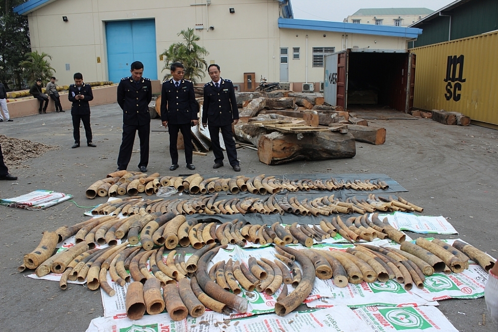 Ngà voi do Hải quan Hải Phòng phát hiện, bắt giữ dịp cao điểm tết Canh Tý 2020. Ảnh: T.Bình Ngà voi do Hải quan Hải Phòng phát hiện, bắt giữ dịp cao điểm tết Canh Tý 2020. Ảnh: T.Bình