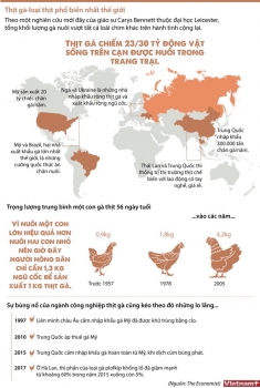 [Infographics] Thịt gà - loại thịt phổ biến nhất trên thế giới