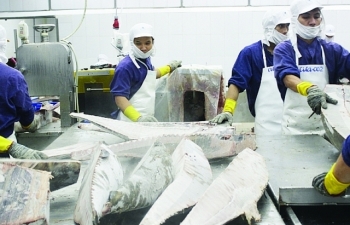 Nhờ CPTPP, xuất khẩu cá ngừ sang Mexico khởi sắc