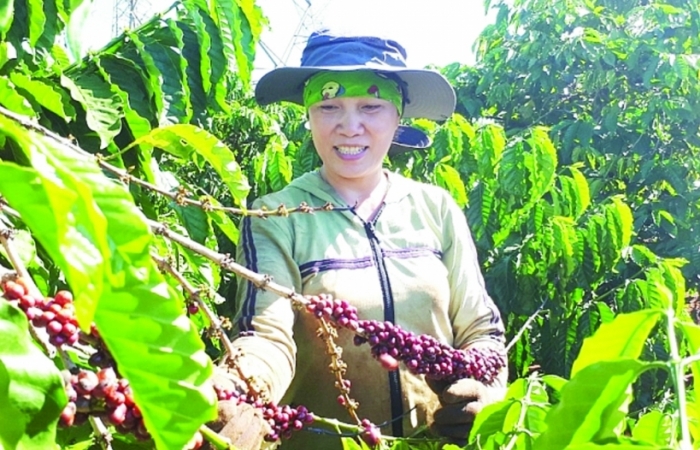 Làm gì để nâng thị phần cà phê tại Trung Quốc khi nhu cầu đang tăng?