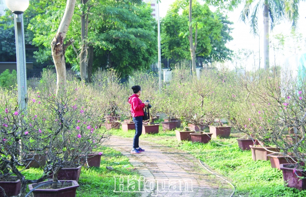 Hà Nội: Nhà vườn tất bật chuẩn bị cho vụ hoa Tết