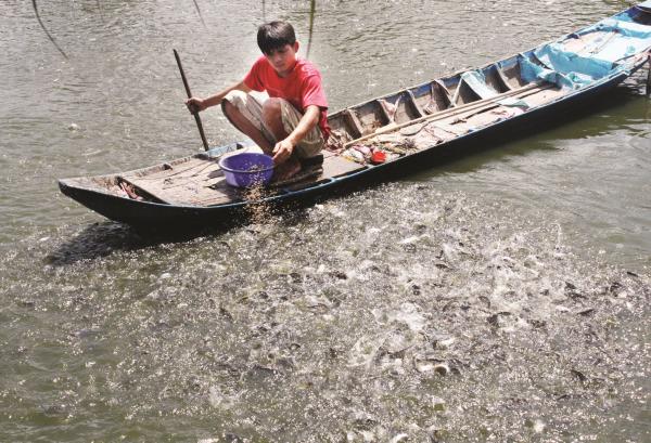 Nỗ lực ứng phó với quy định từ Đạo Luật Nông nghiệp Mỹ