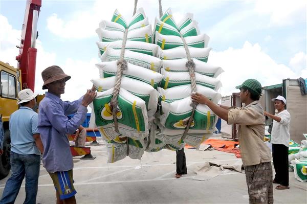 Đã có ban soạn thảo sửa điều kiện “trói” doanh nghiệp gạo