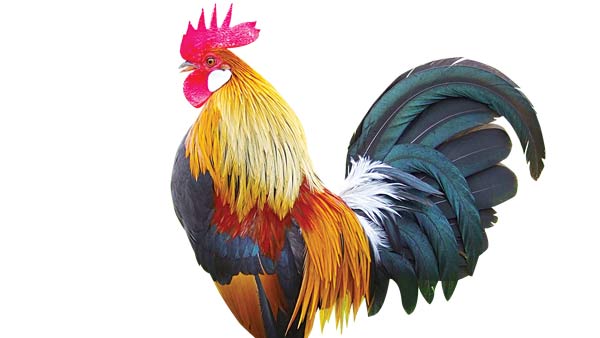 Top 13 Bài văn tả con gà trống hay nhất - toplist.vn