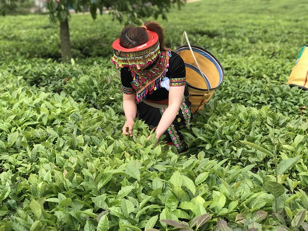 xuat khau che se tiep tuc kho khan trong nam 2019